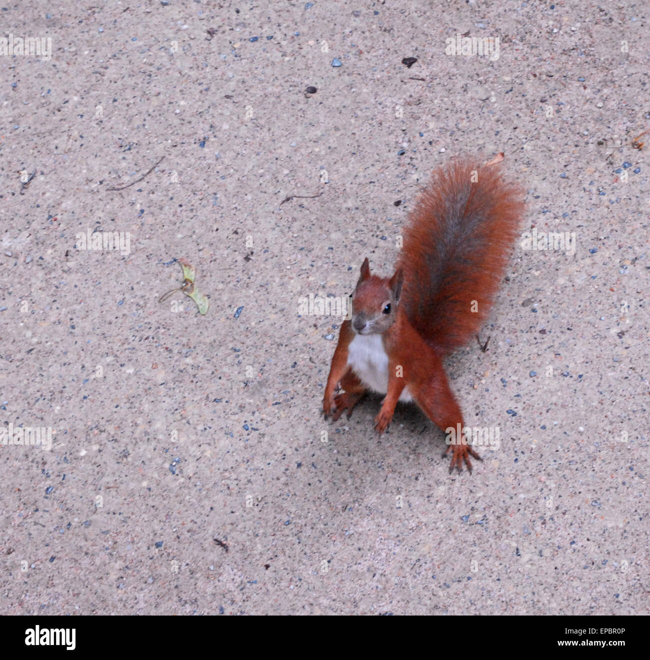 Squirrel at Łazienki Królewskie park, in Warsaw / Warszawa, Poland Stock Photo