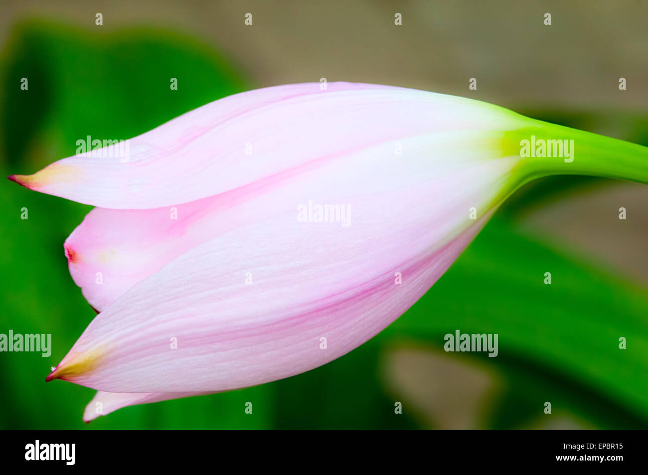 Close-up of Natal Lily (Crinum moorei) bud Stock Photo