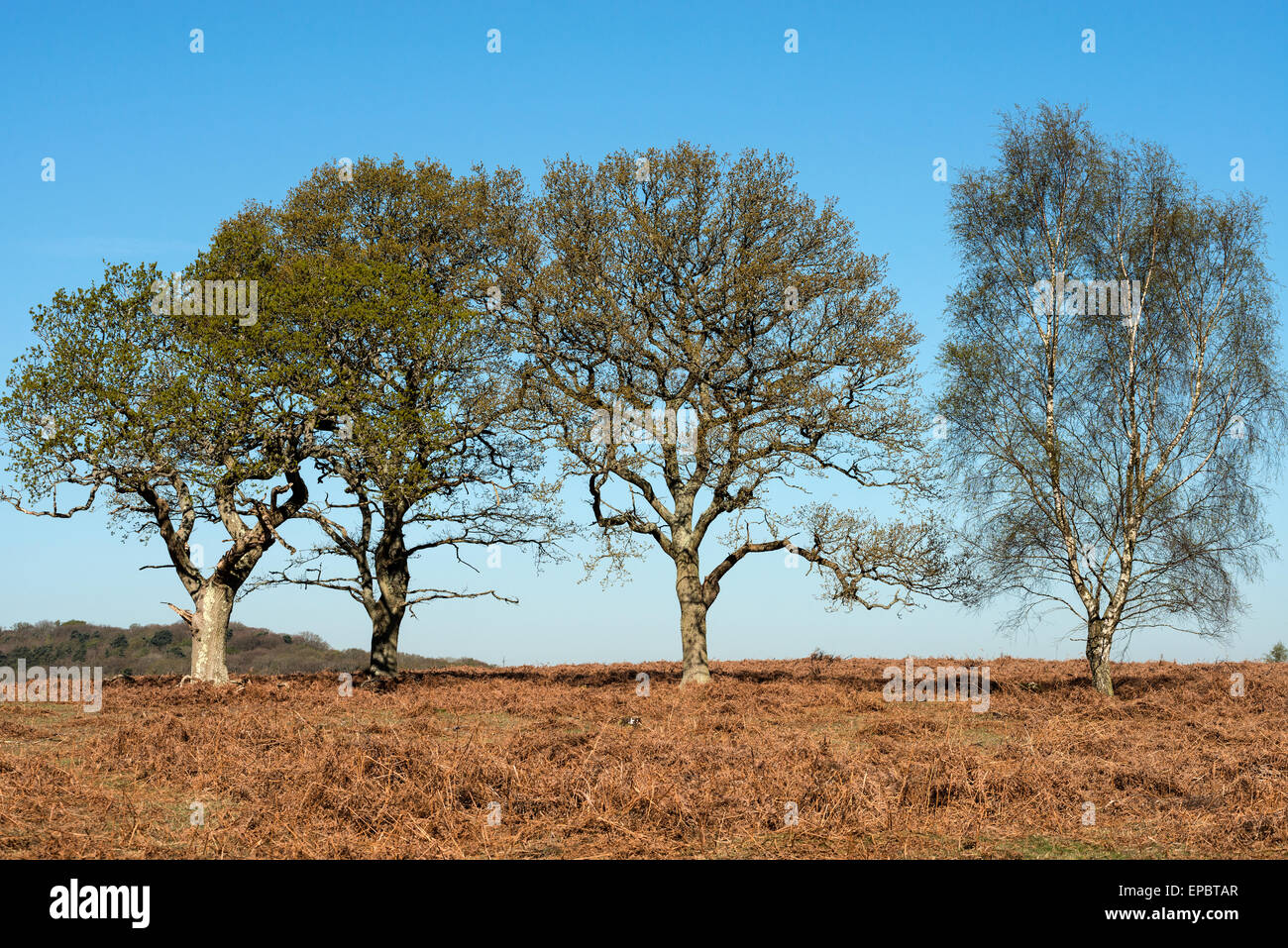 New england trees springtime hi-res stock photography and images - Alamy