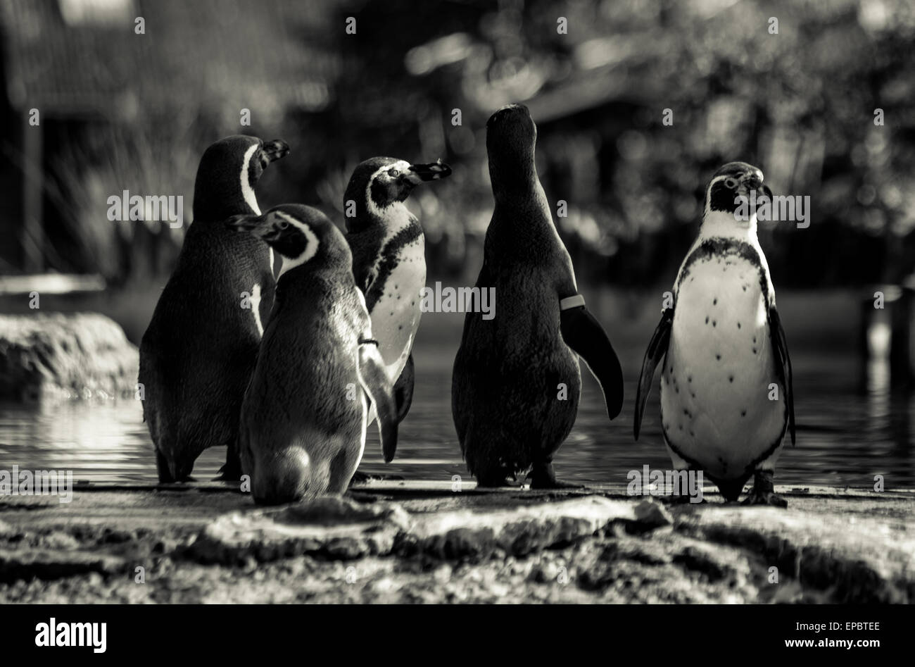 Five funny African Penguins in black and white waddling towards water Stock Photo