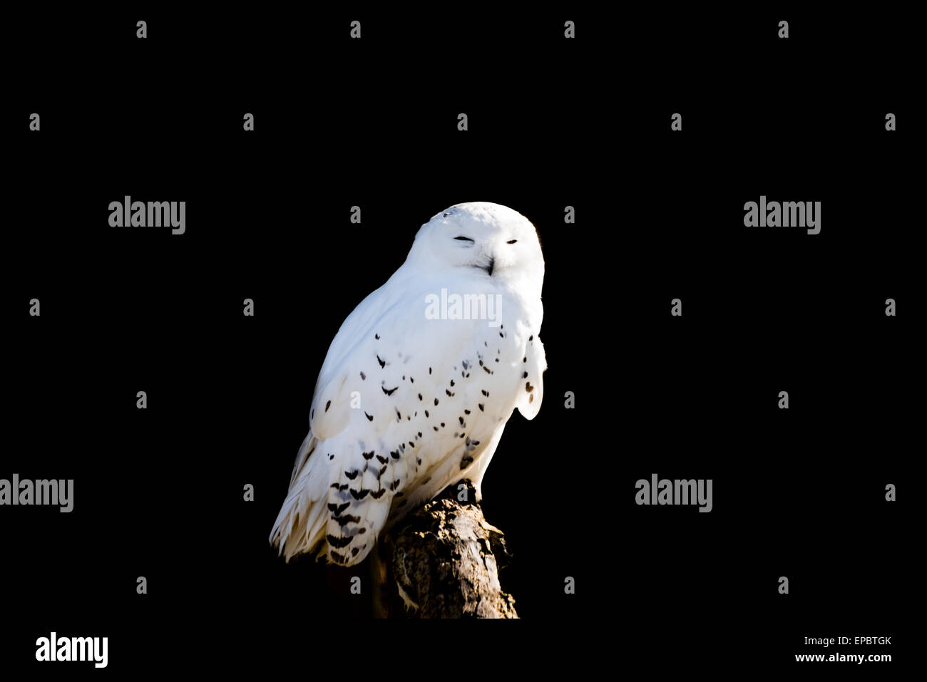 Isolated sleepy snowy owl on a branch Stock Photo