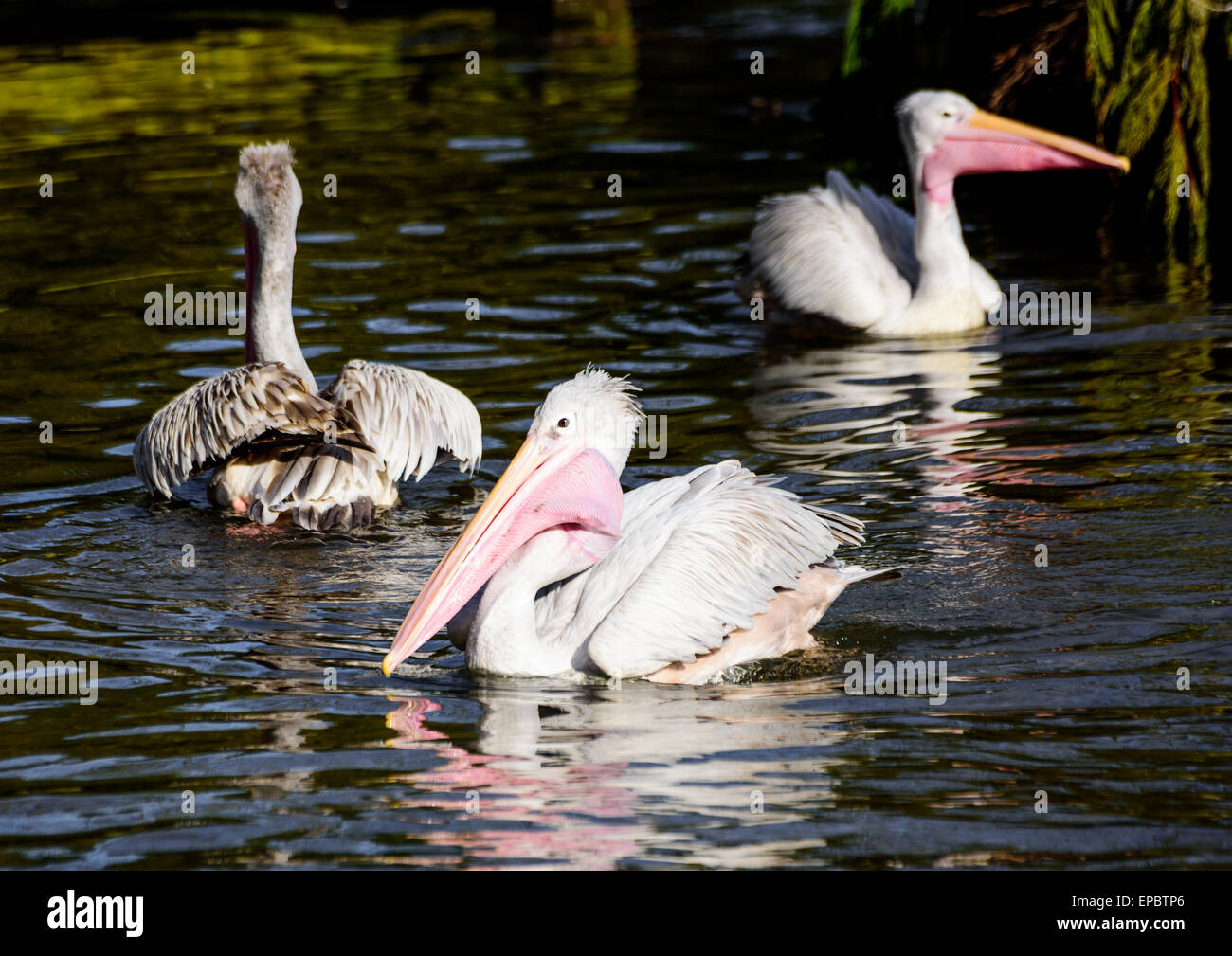 Three Australian Pelicans feeding time on a river Stock Photo