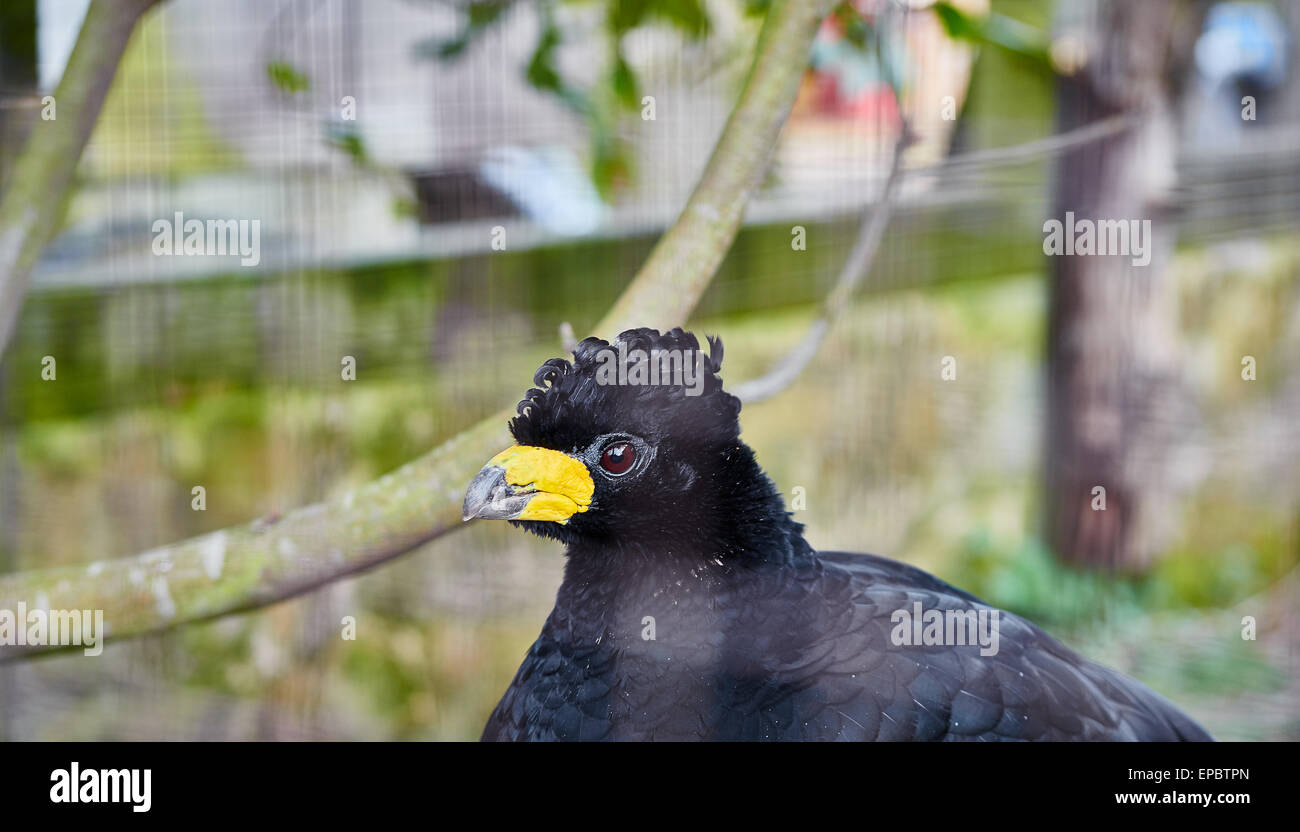 Black Curassow with yellow beak looking left Stock Photo