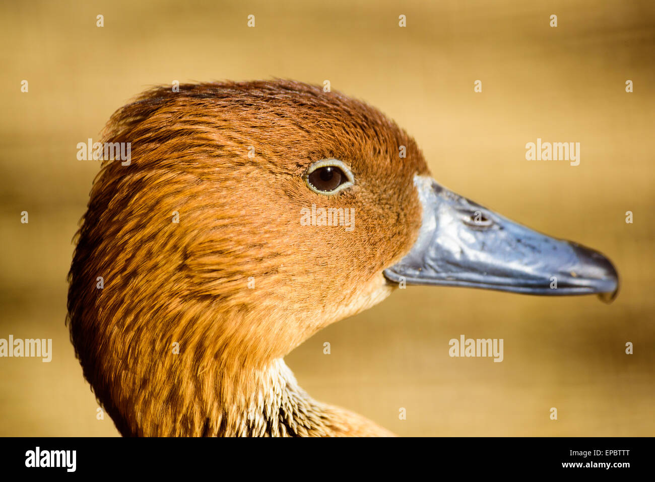 Close up profile view of a Fulvous Whistling Duck looking right Stock Photo