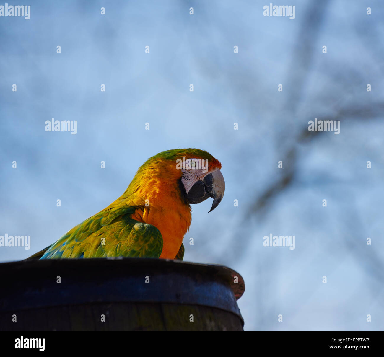 Gold and blue Macaw Parrot sitting on a barrel Stock Photo