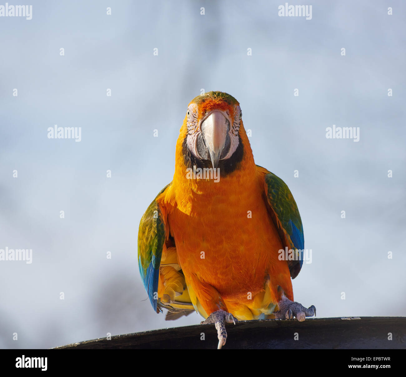 Gold and blue Macaw Parrot almost dancing on a barrel Stock Photo