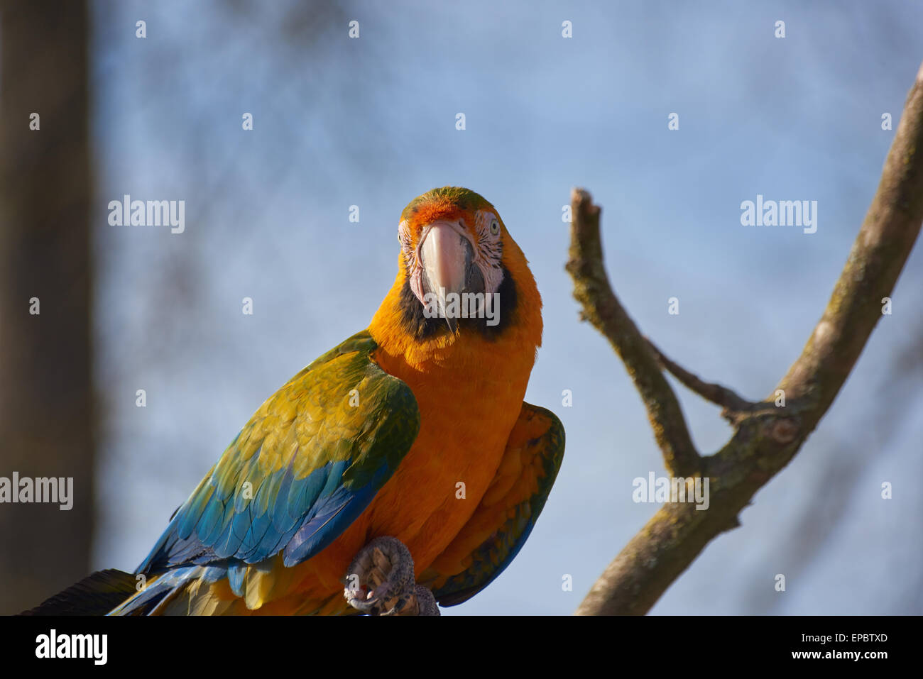 Gold and blue Macaw Parrot perching in a tree looking at camera Stock Photo