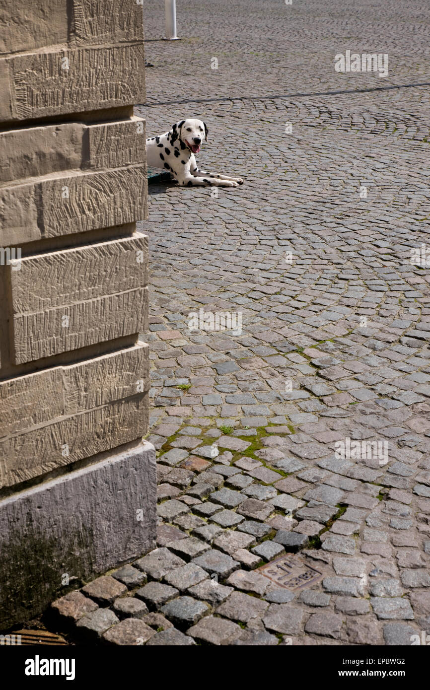 Dalmatian Dog Resting On A Cobblestone Pavement Stock Photo