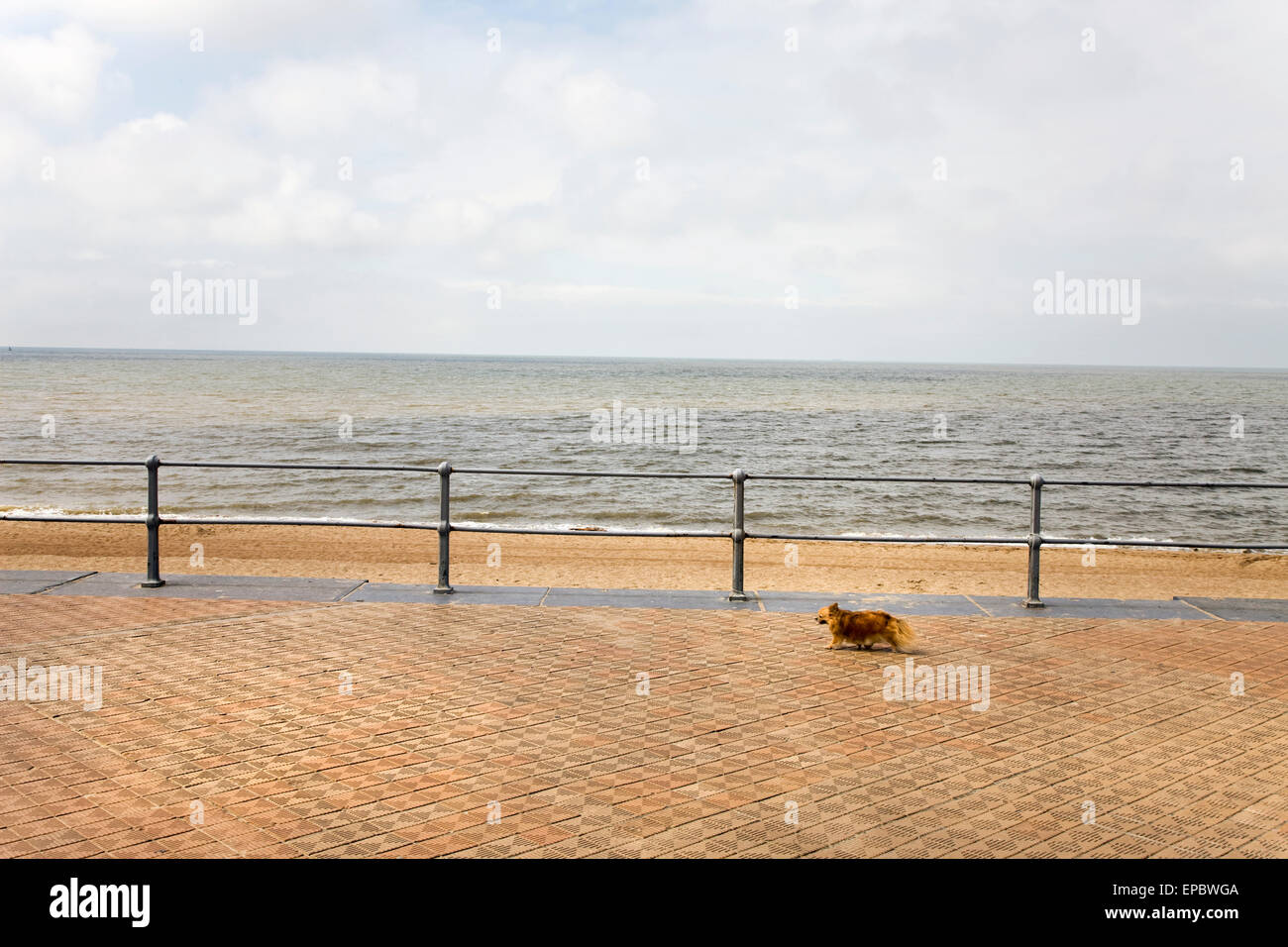 A Dog Walking On Promenade, North Sea, Belgium Stock Photo