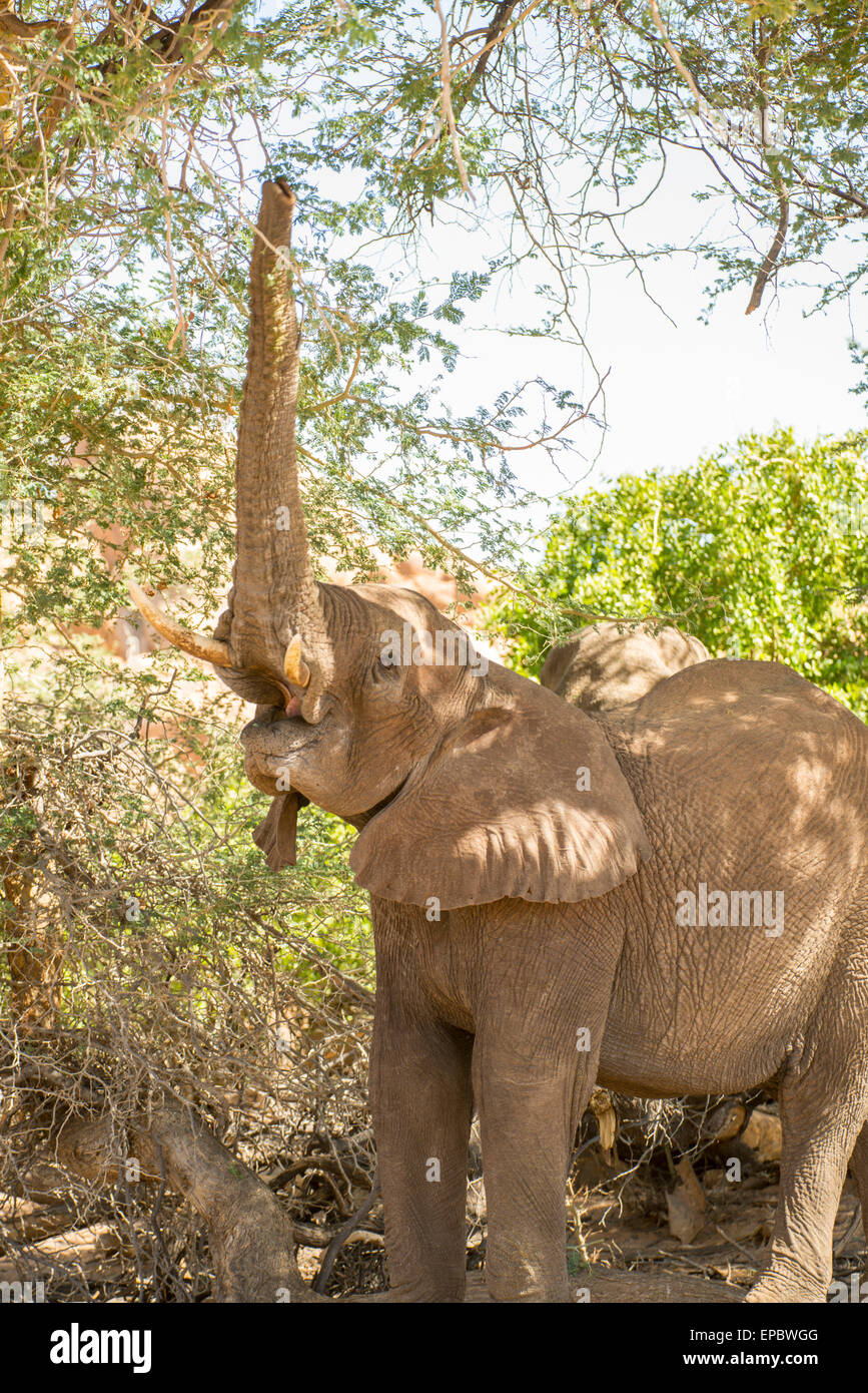 Africa, Namibia. Wild elephant reaching for tree. Stock Photo