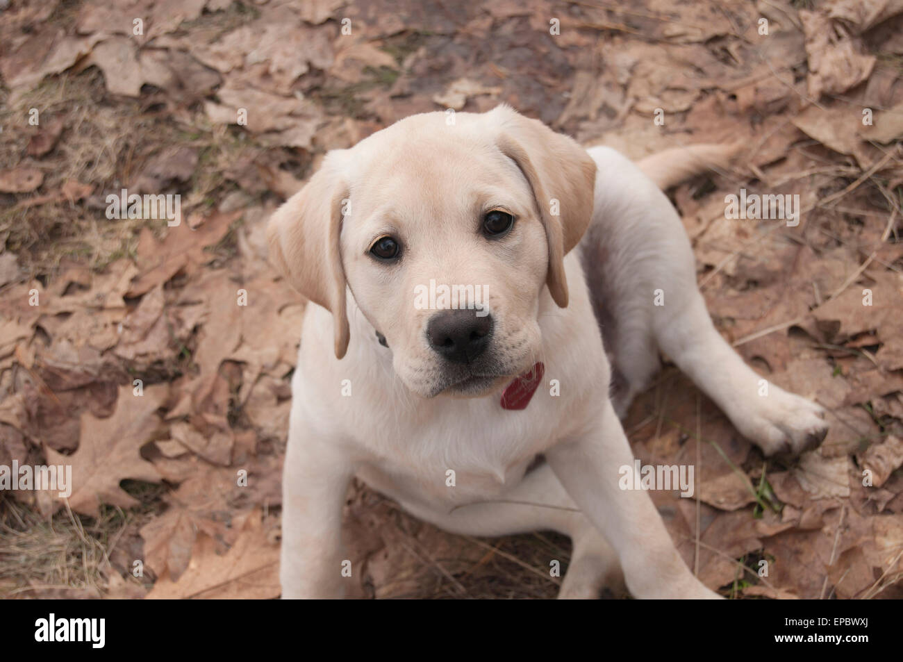 Labrador Retriever Puppy Sitting In Leaves; Ontario, Canada Stock Photo