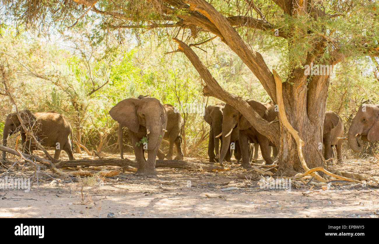 Africa, Namibia. Herd of wild elephants grazing. Stock Photo