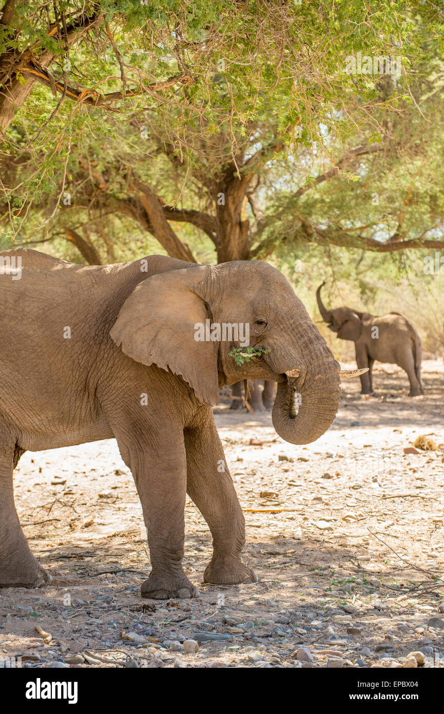 Africa, Namibia. Focus on single wild elephant. Stock Photo