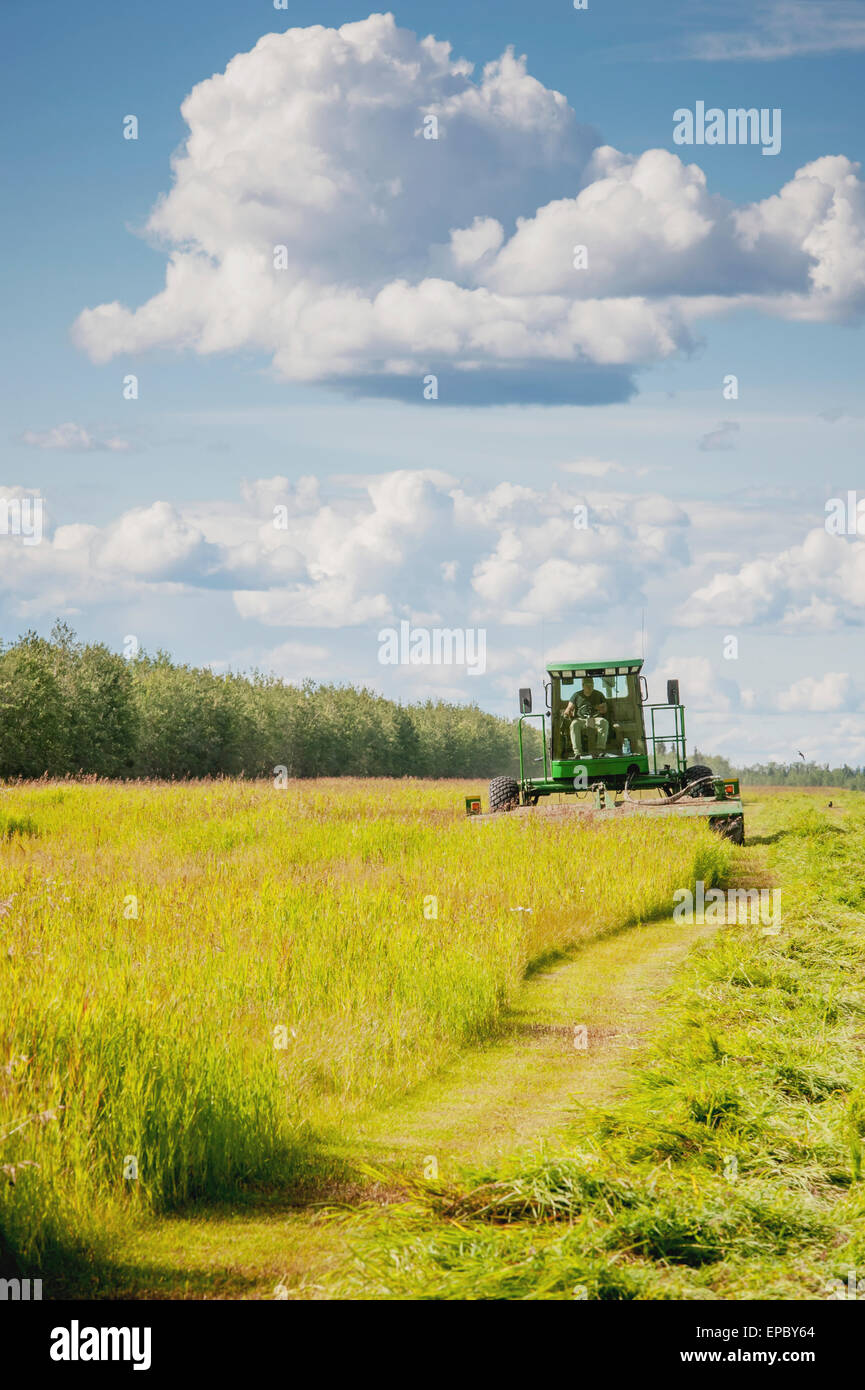 Self propelled disc mower cutting a field of hay (grass); Delta