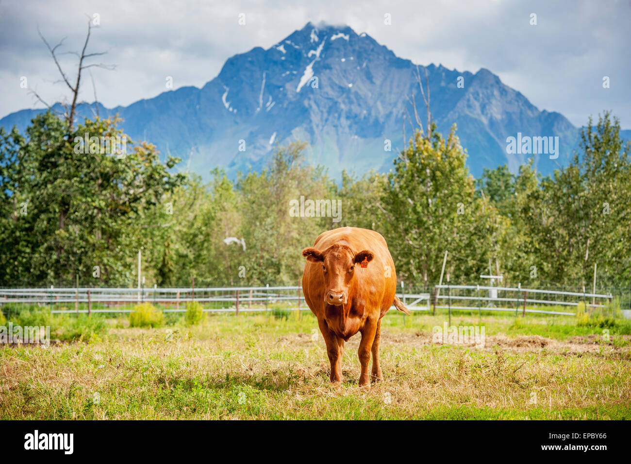 Beef cattle on a farm in Alaska (Bos primigenius); Palmer, Alaska