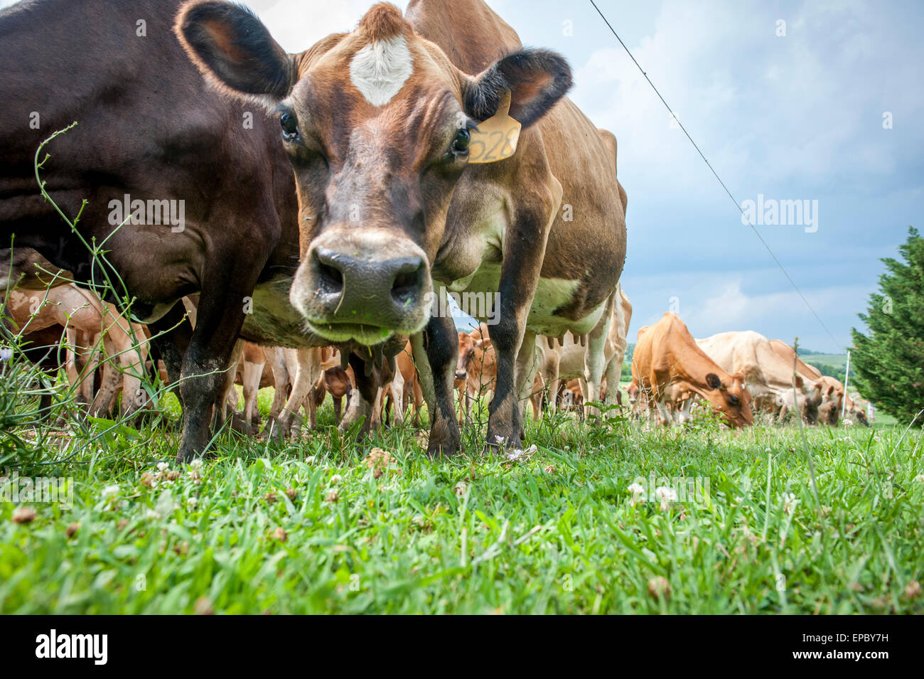 Dairy cow looking into the camera while the other cows are eating grass