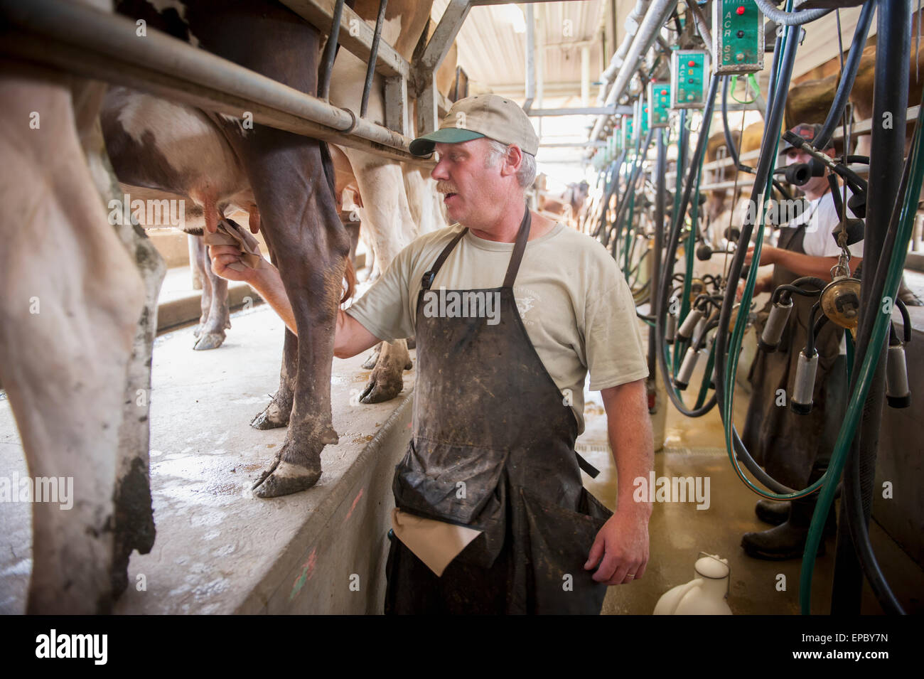 Farmer cleaning cows udder milking hires stock photography and images
