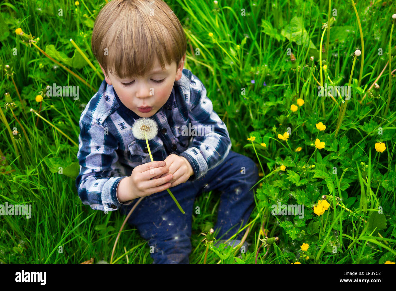 cute little kid holding a dandelion Stock Photo - Alamy