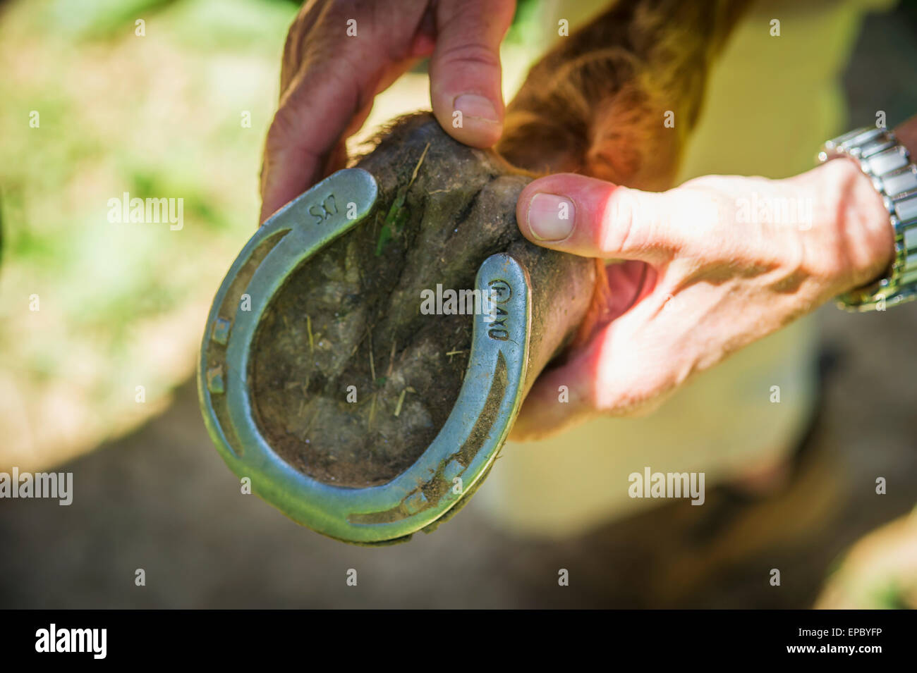 Equine vet inspecting the hoof of a horse; Sparks, Maryland, United