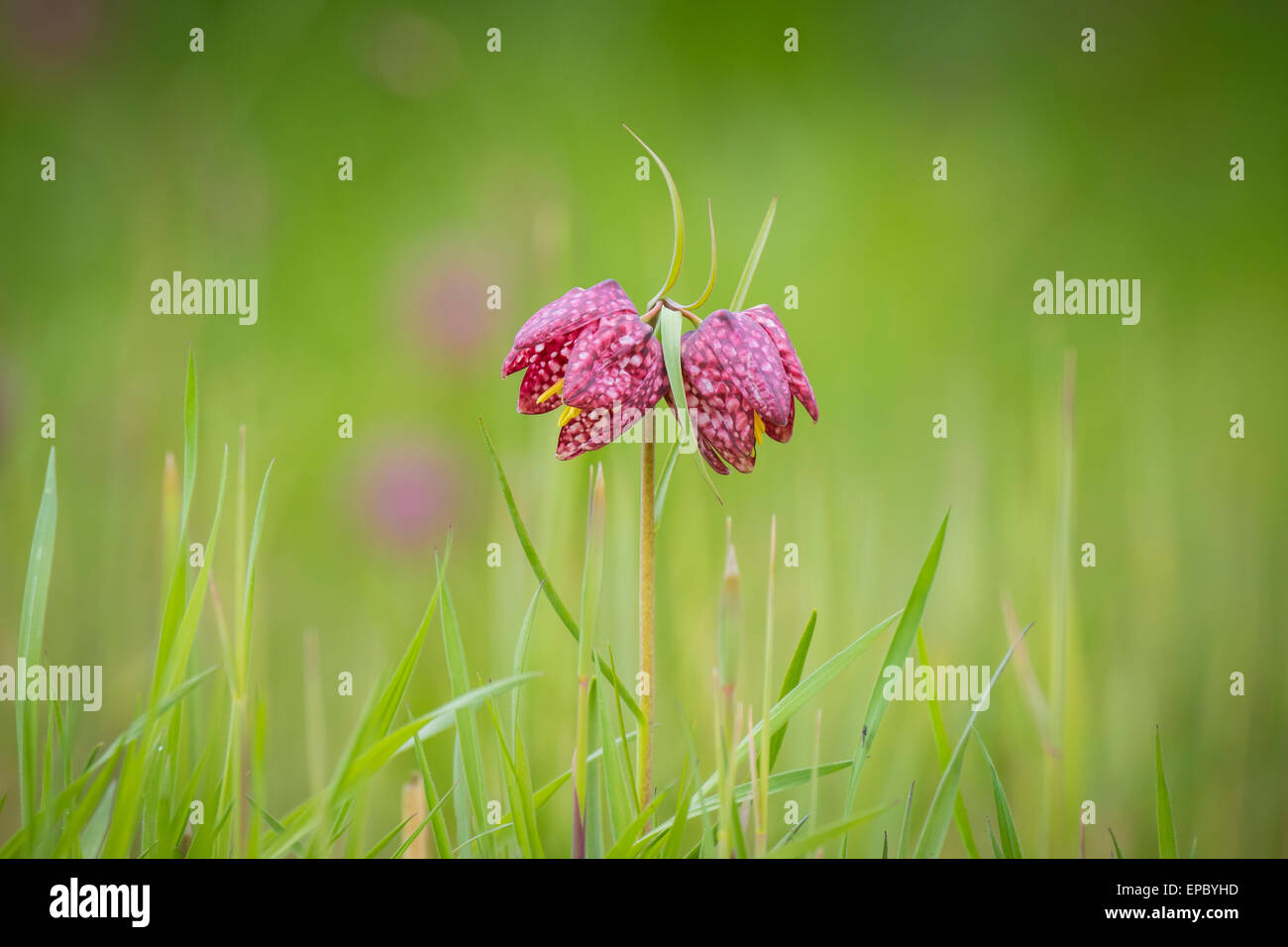 Close-up a pair of purple Fritillaria meleagris in a forest on a meadow. Stock Photo
