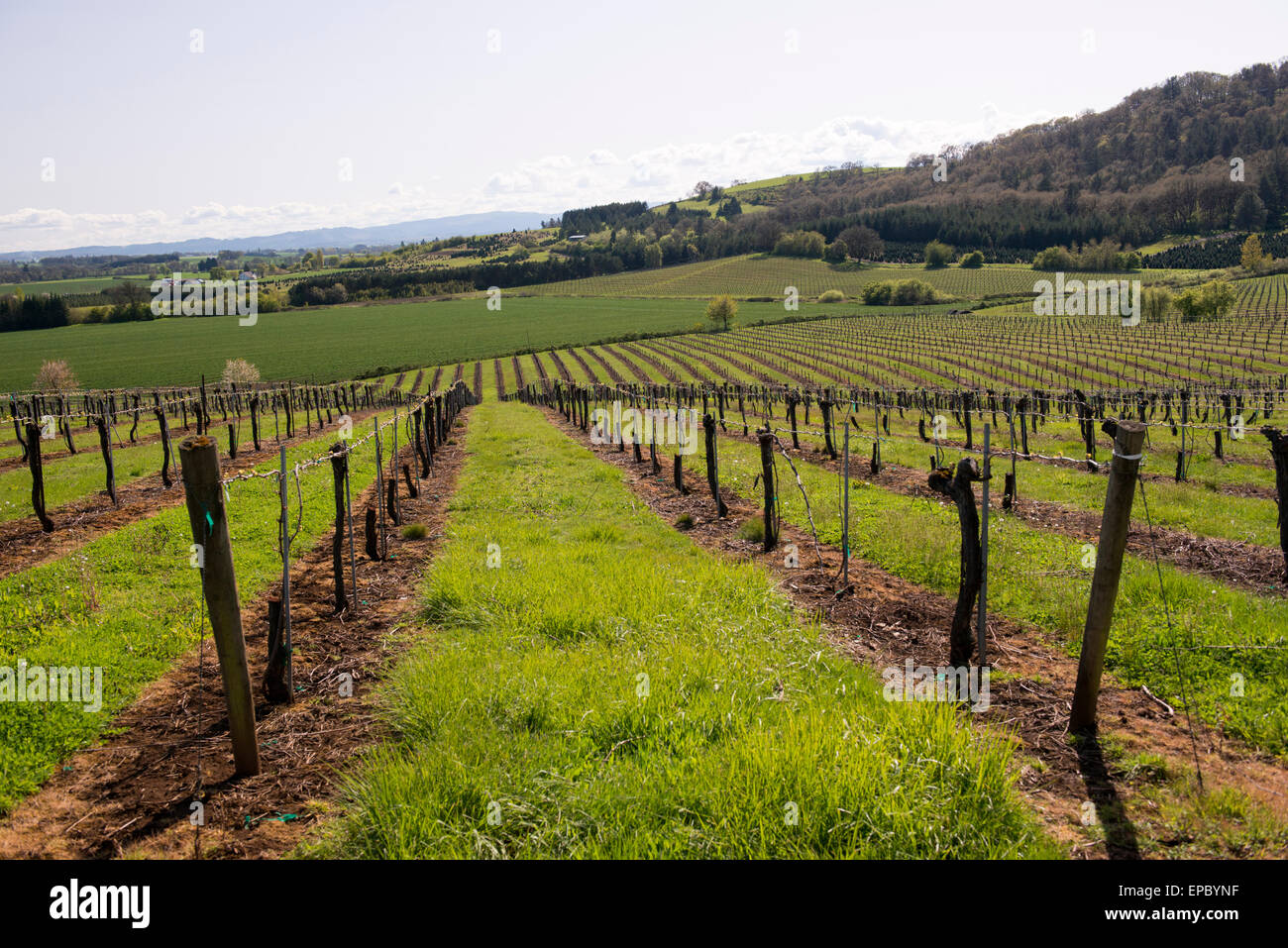 Rolling fields of vines, farmland, and forest near Yamhill Valley Vineyards in McMinnville, Oregon, United States. Stock Photo