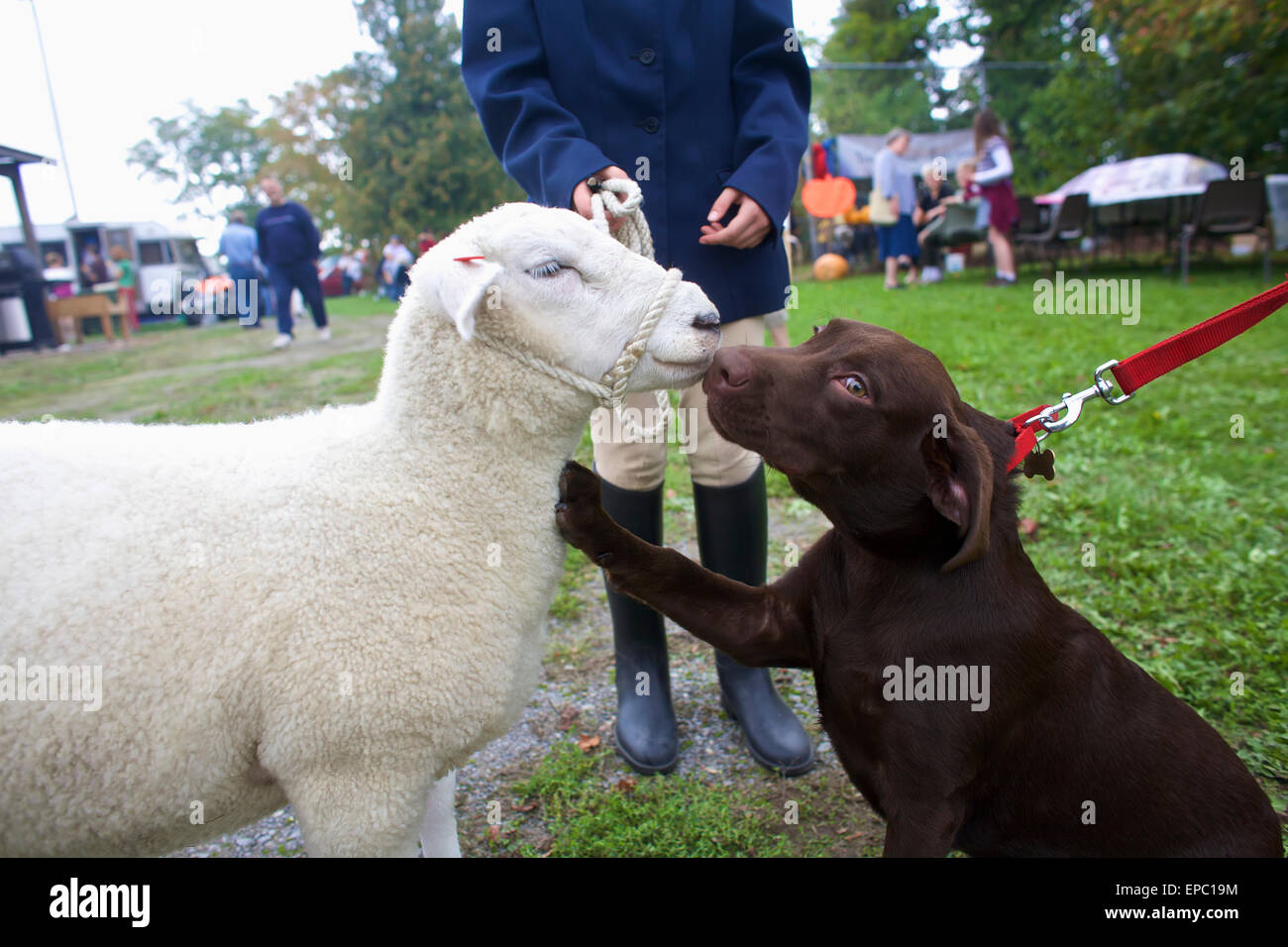 Dog and sheep interacting at Milford Fair; Milford, Ontario, Canada Stock Photo