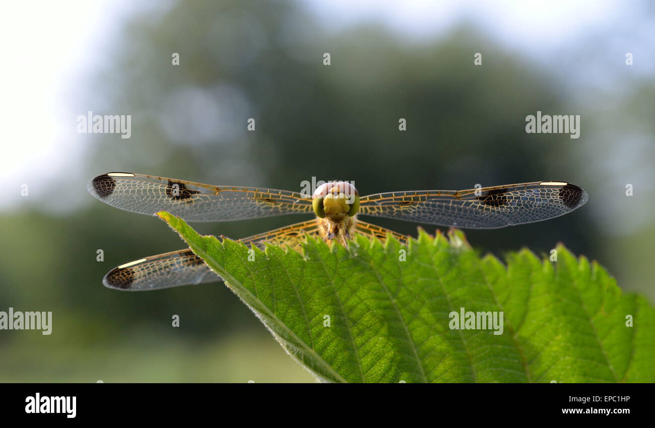 Dragonfly resting on a leaf with his wings spread Stock Photo - Alamy