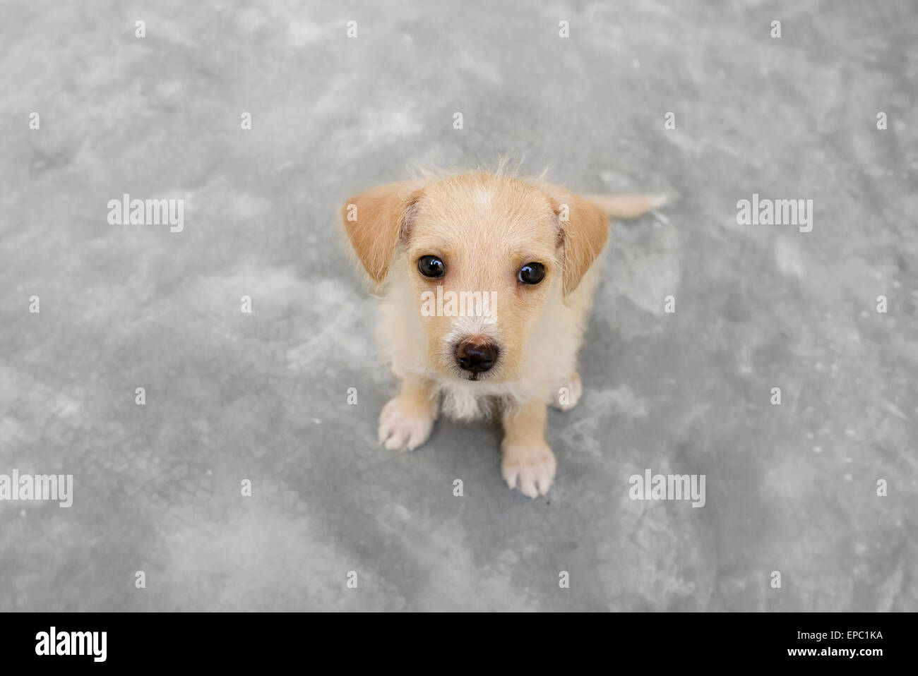 Cute puppy love is looking up Stock Photo