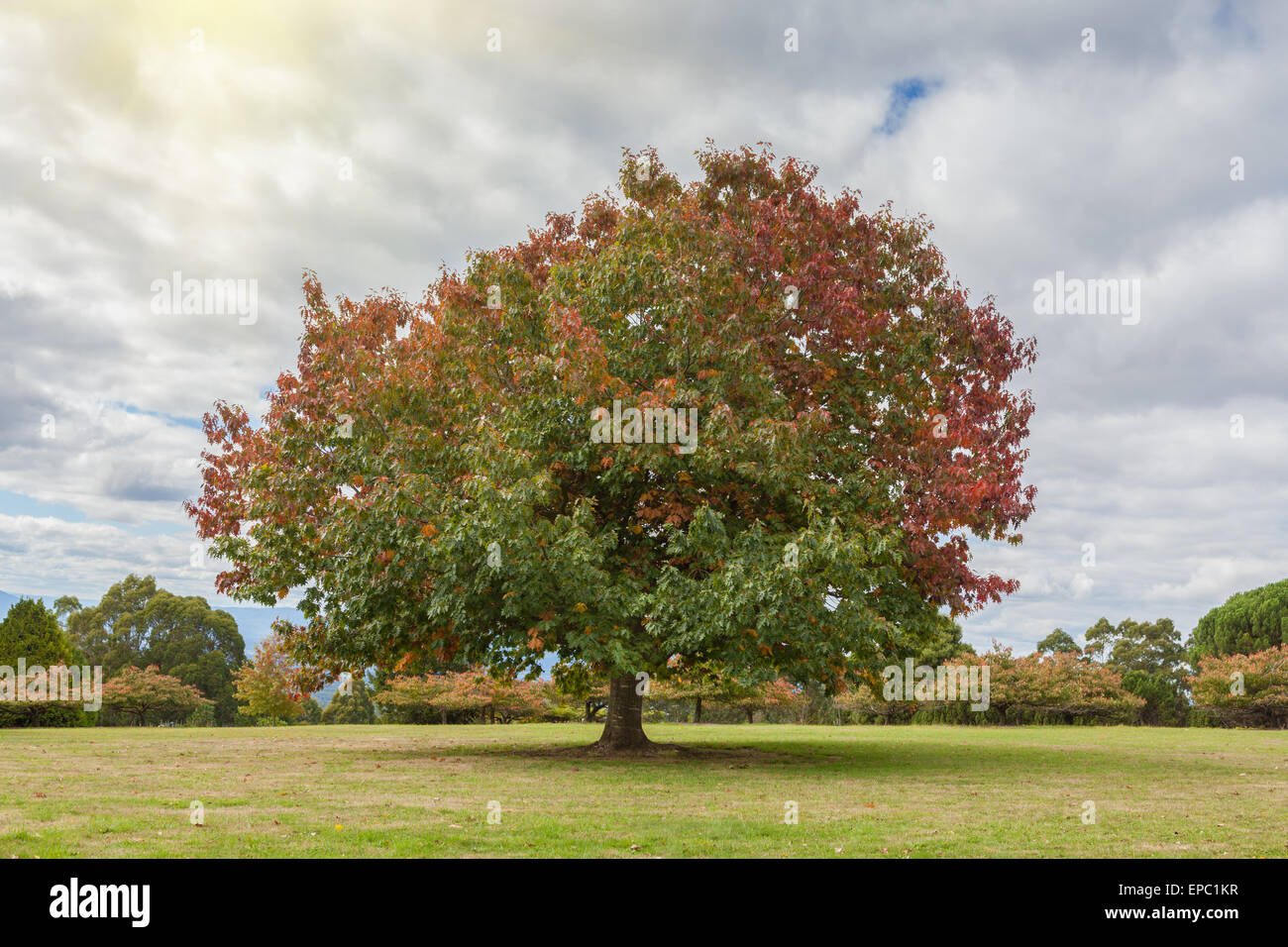 Big Oak tree on green grass in Autumn, Melbourne, Australia Stock Photo