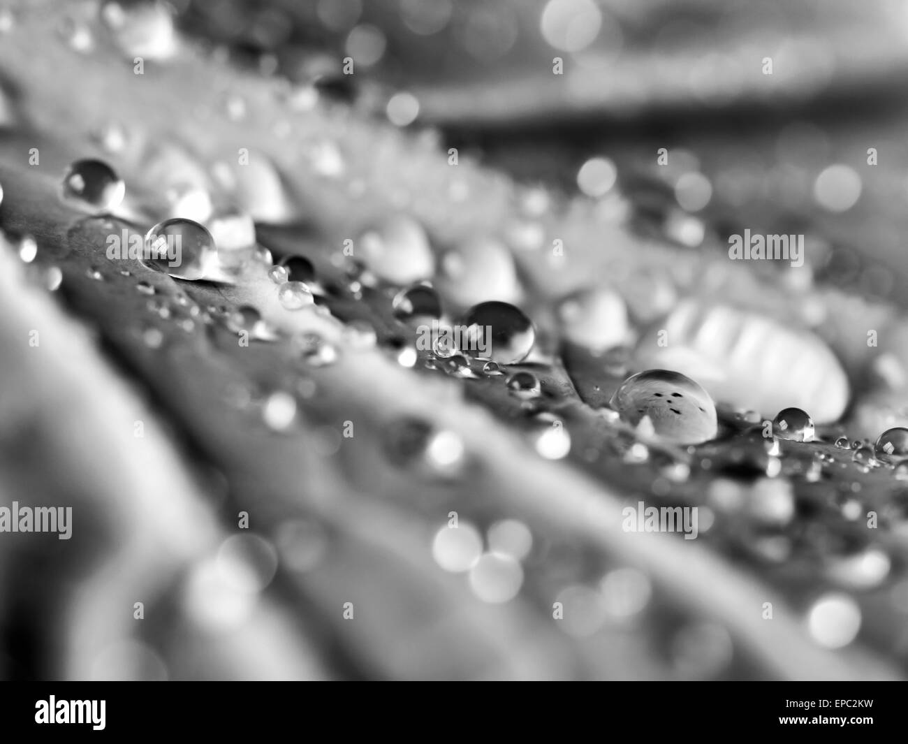 Black and white image of water droplets forming on a leaf Stock Photo