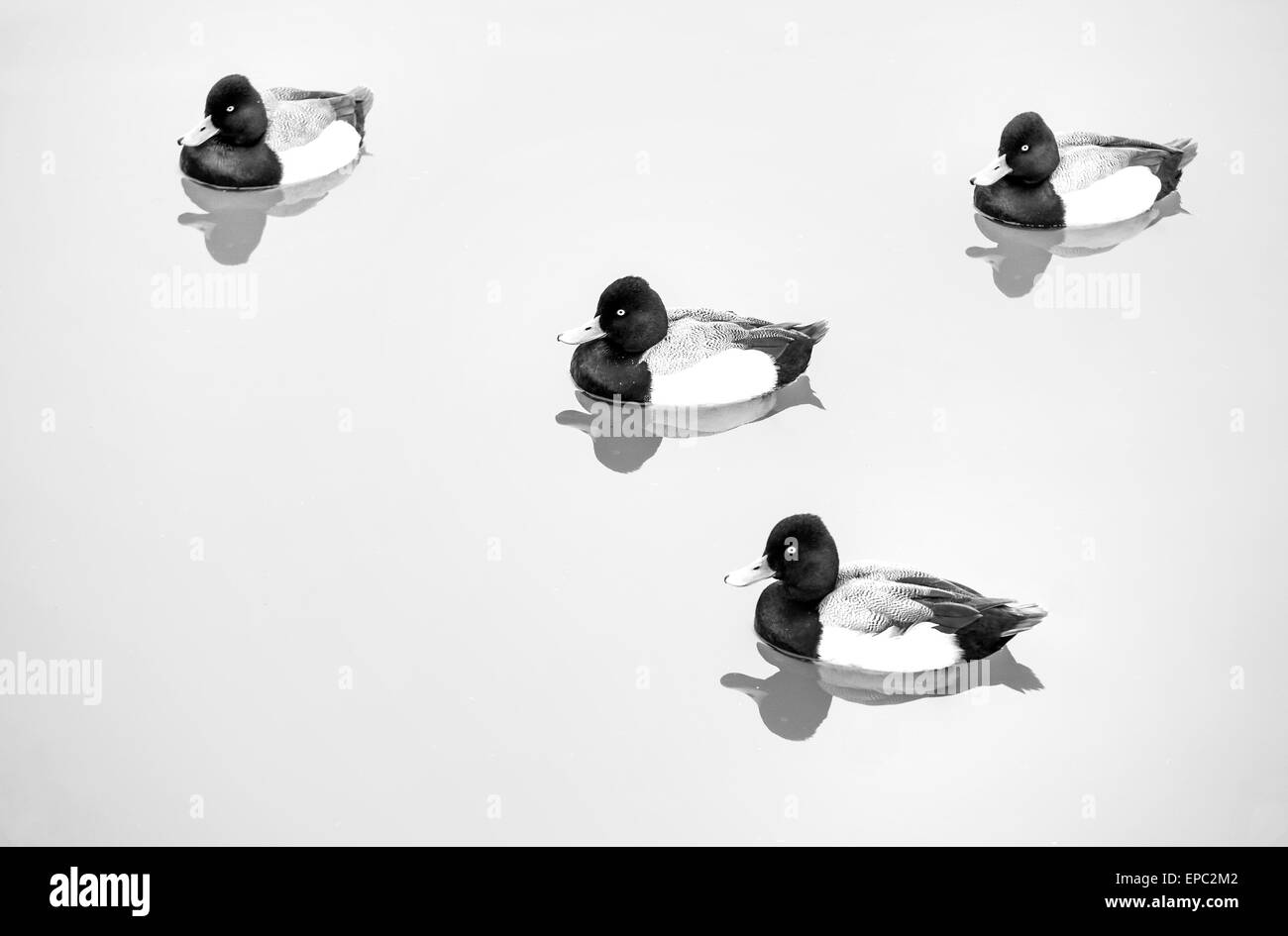 Ducks in Black & White Stock Photo