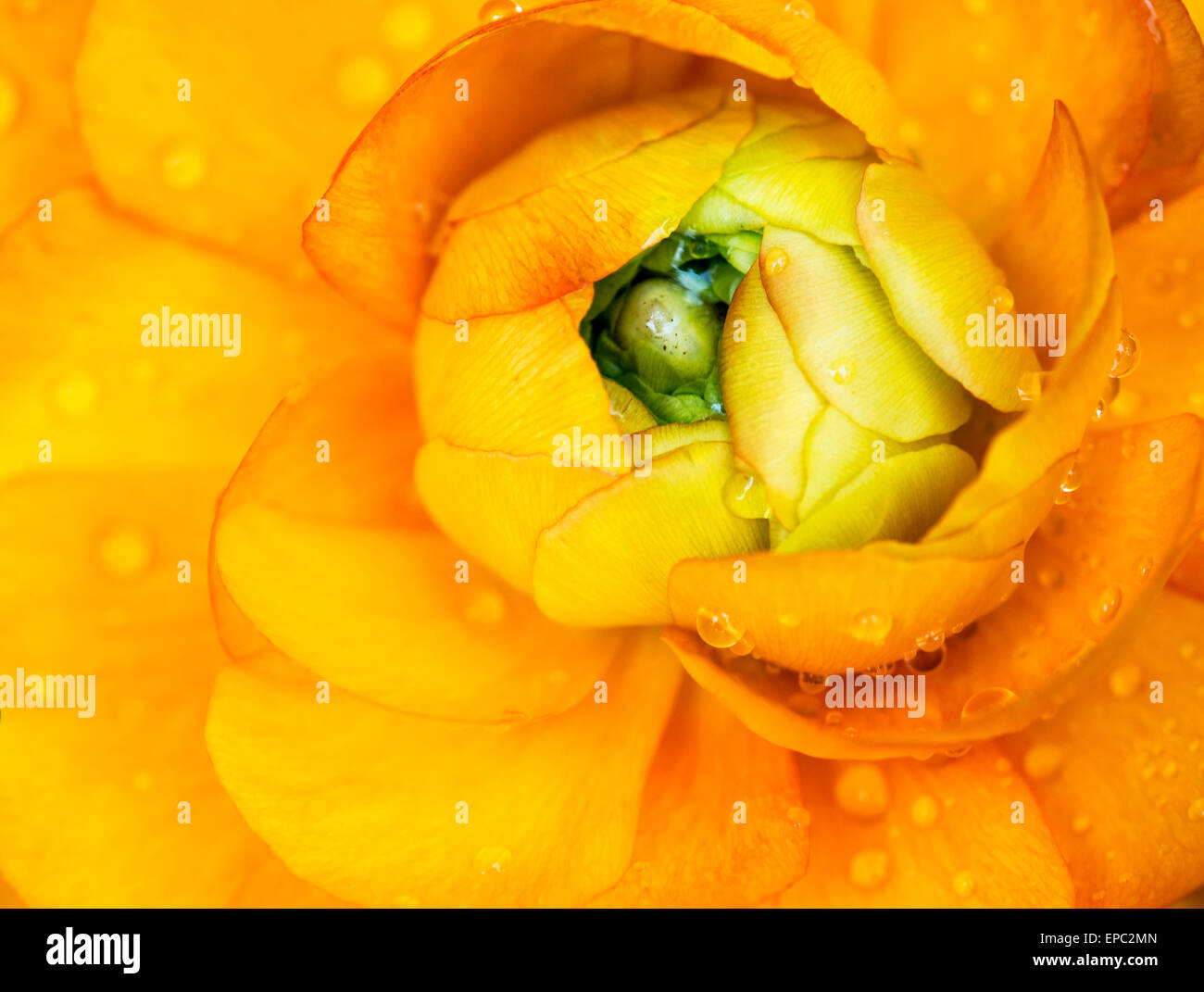 Yellow Rose After Rain Stock Photo Alamy