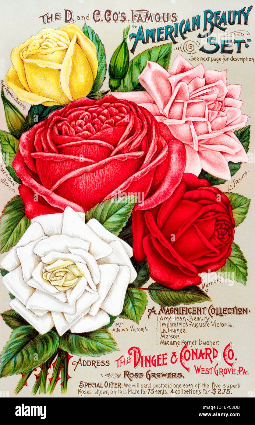 Dingee and Conard Co. rose bulb and seed catalog from 19th century