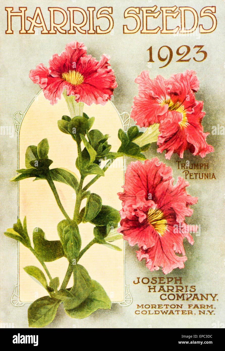 Historic Harris Seeds catalog with illustration of Triumph Petunia