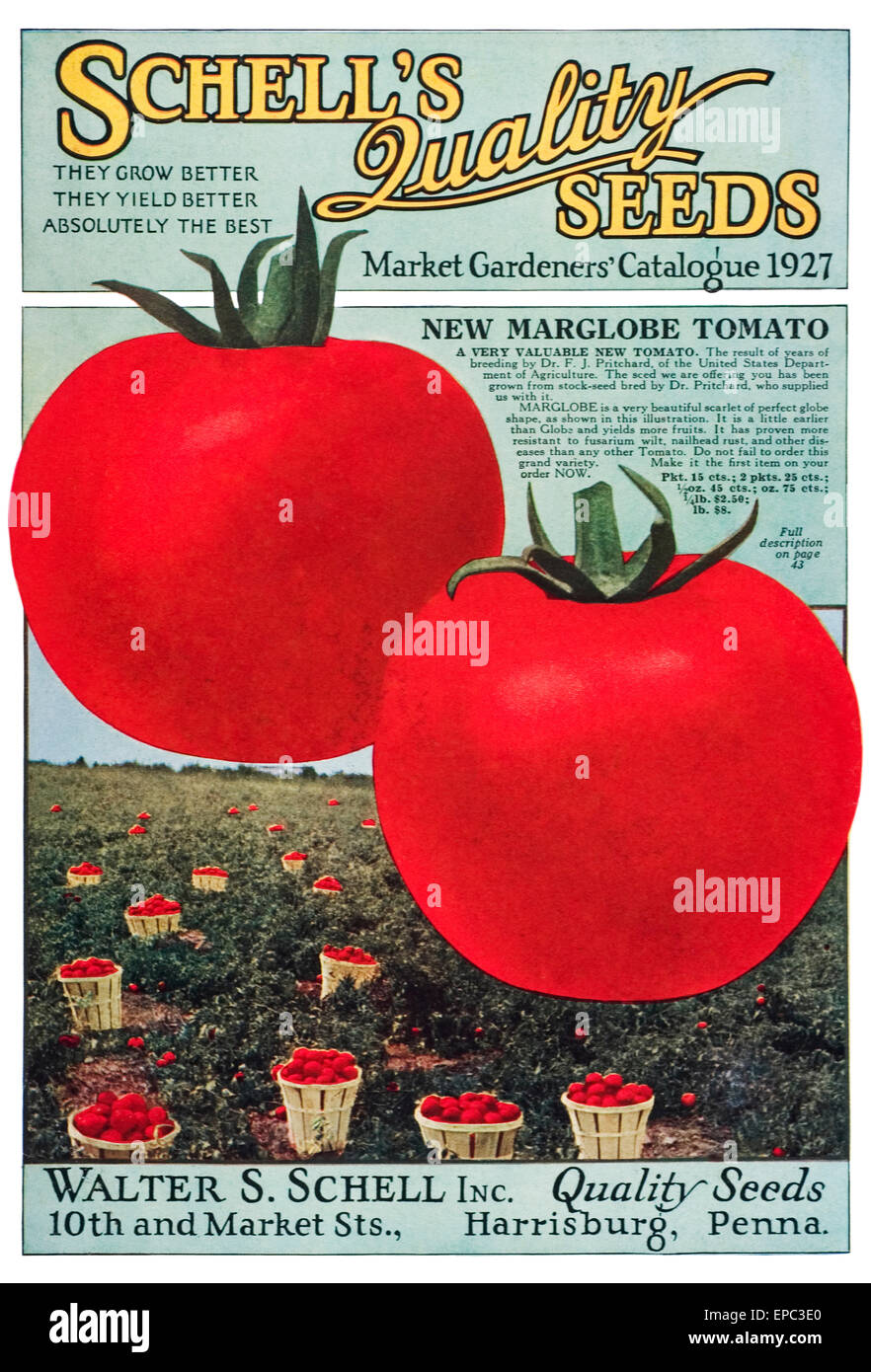 Historic Schell's seed catalog with illustration of Marglobe tomato
