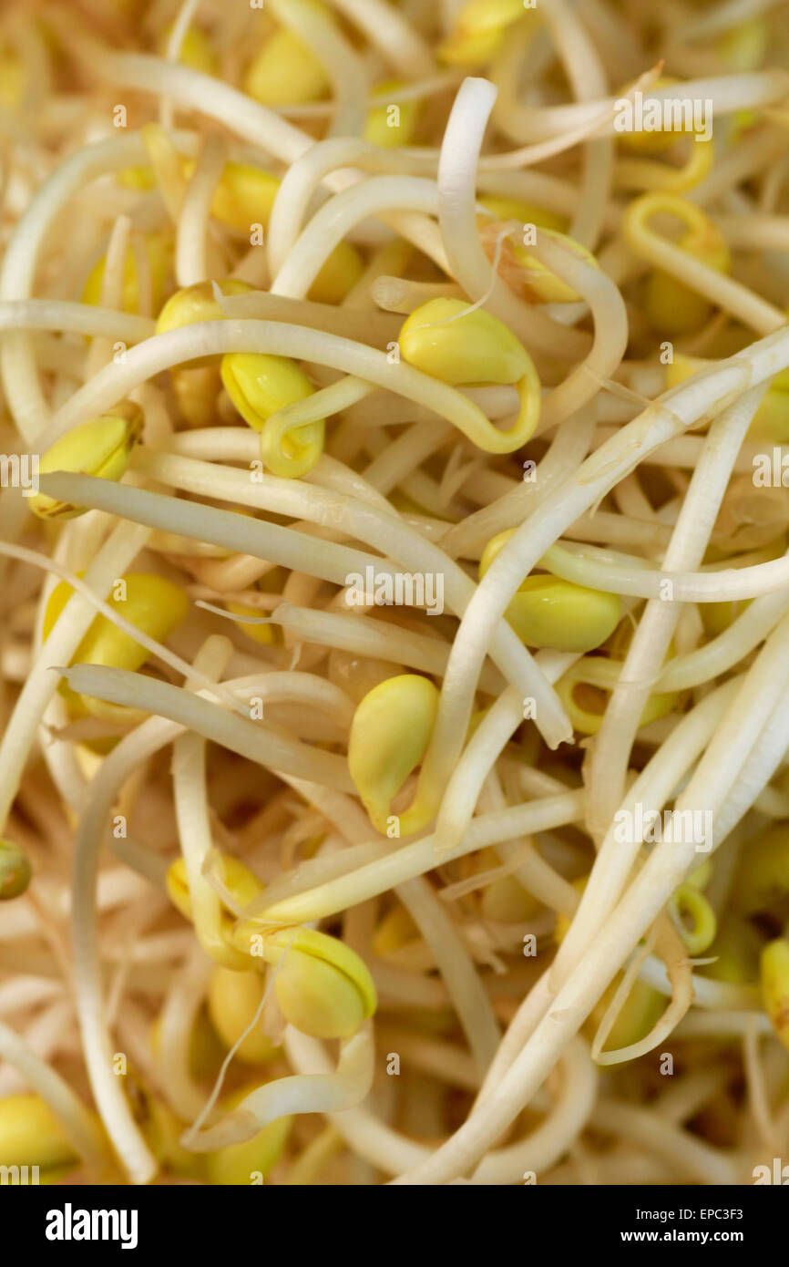 Bean sprout Stock Photo