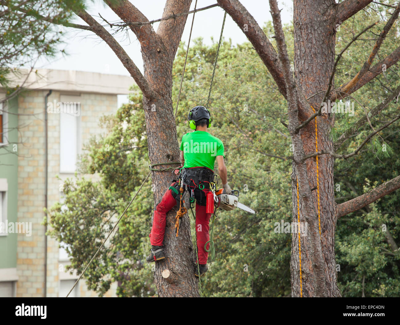 Man with safety equipment and chainsaw pruning pine tree. Stock Photo