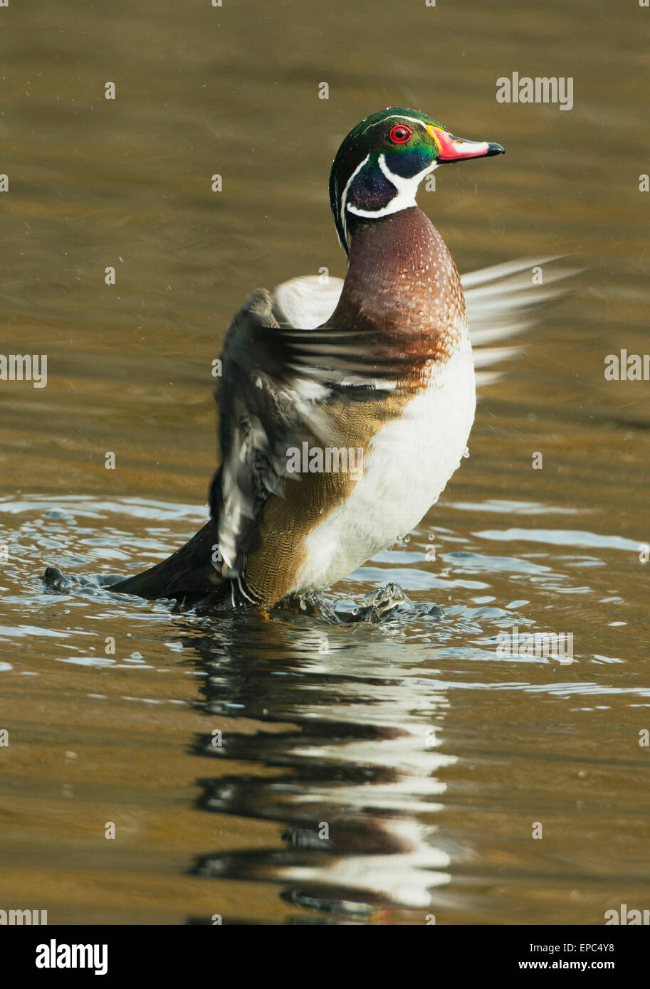 Wood Duck, (Aix sponsa) drake shaking off water, Victoria BC, Canada, WILD Stock Photo