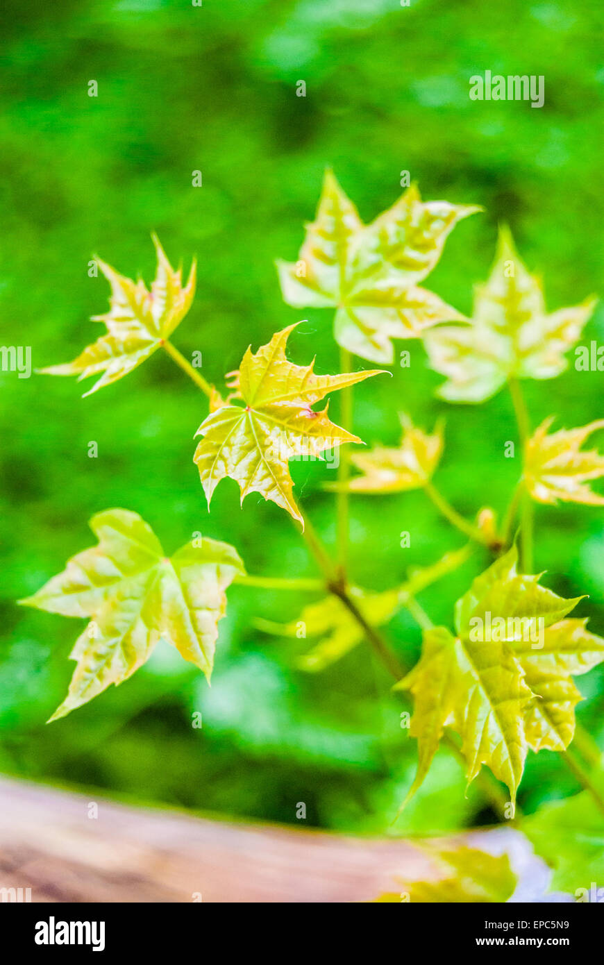 young maple tree Stock Photo Alamy