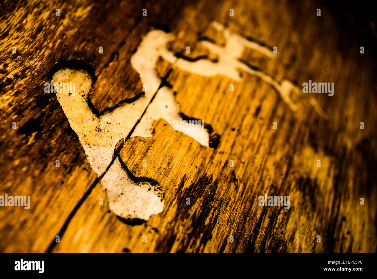 wood damaged by bark beetle Stock Photo - Alamy