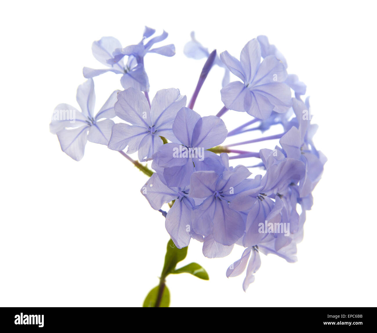 Plumbago auriculata or Blue Plumbago, isolated on white background Stock Photo