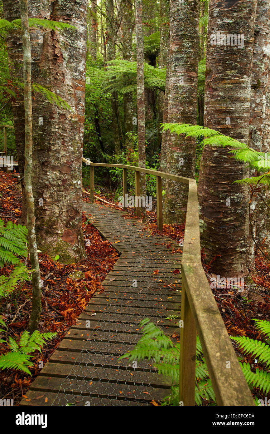Kauri Trees and walking track, Parry Kauri Park, Warkworth, Auckland