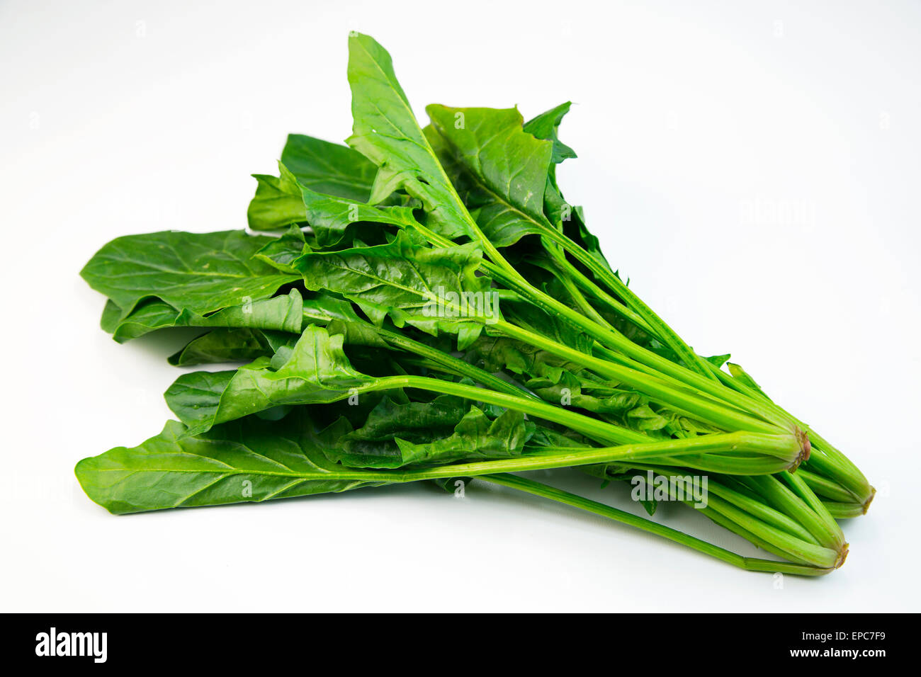 Spinach Stock Photo
