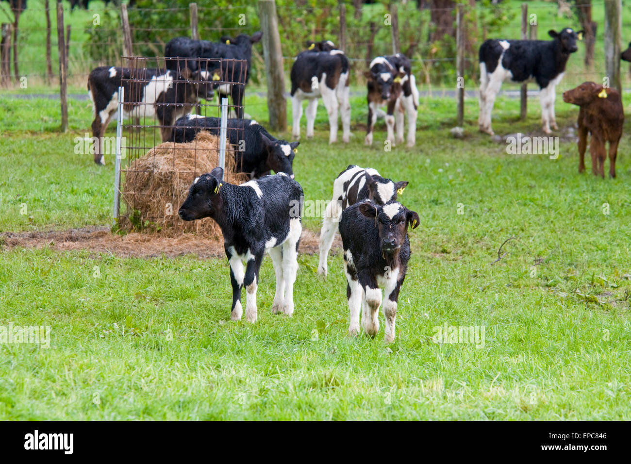 Calves in Field Stock Photo