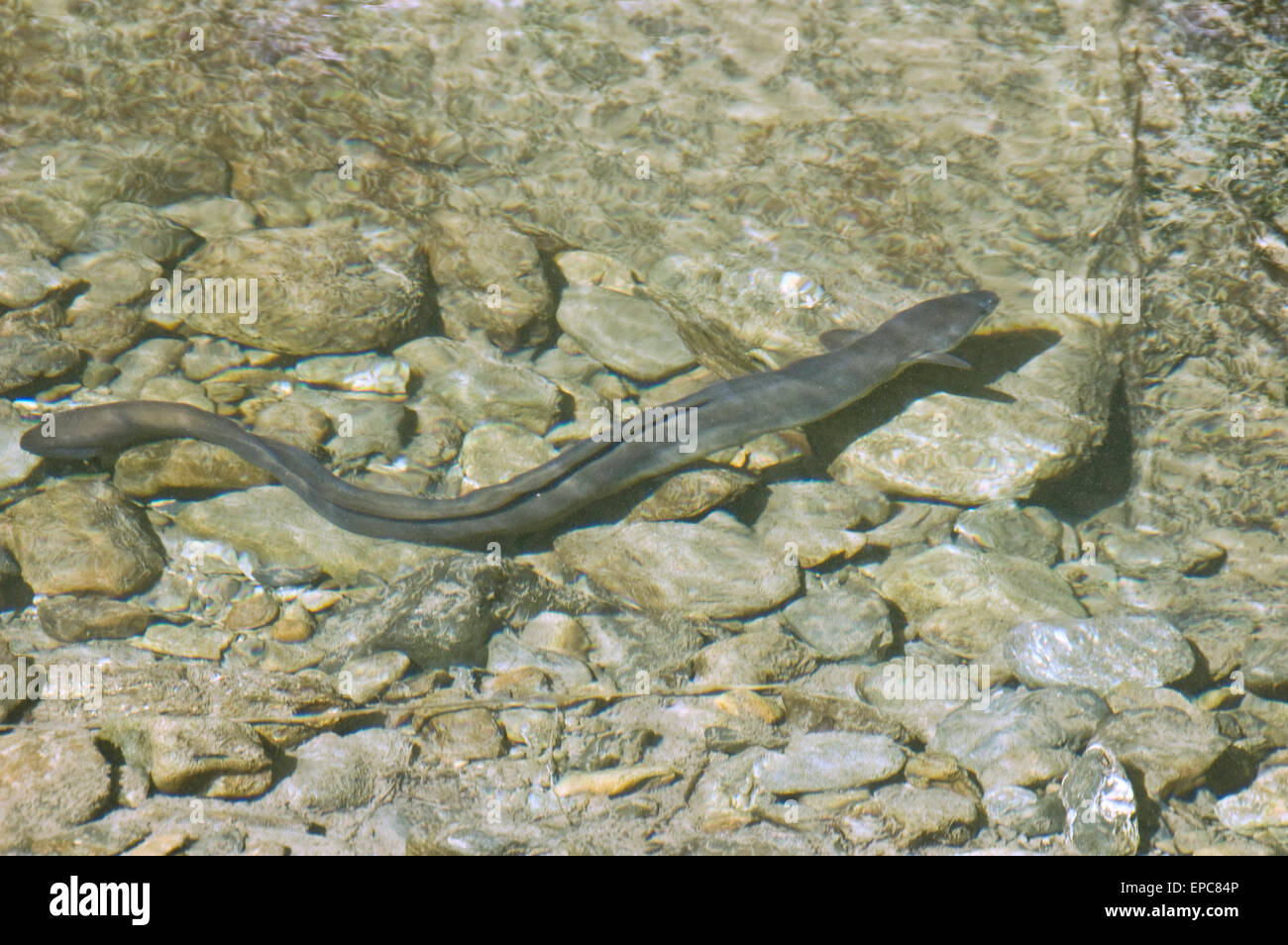 Freshwater Eel in Clear Stream Stock Photo Alamy