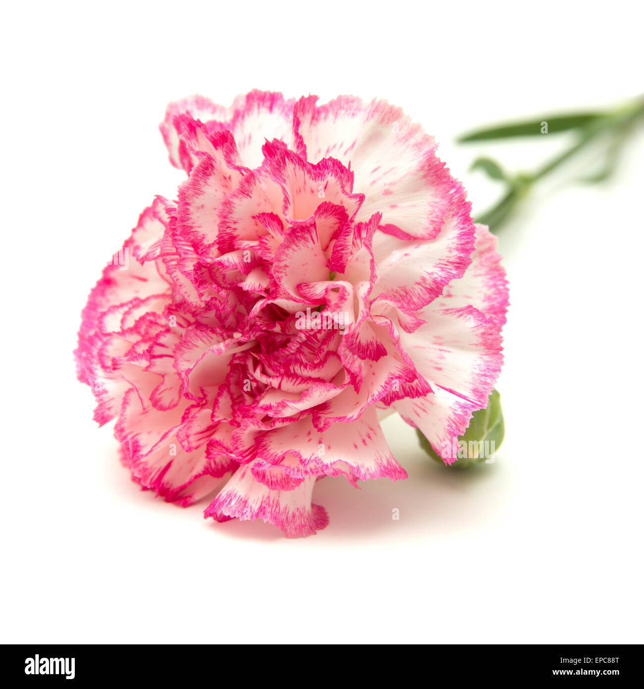 vareigated carnation flowers isolated on white background Stock Photo ...