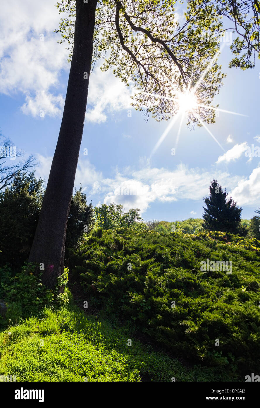 Spring With Sun landscape of green spring forest with sun rays Stock Photo - Alamy