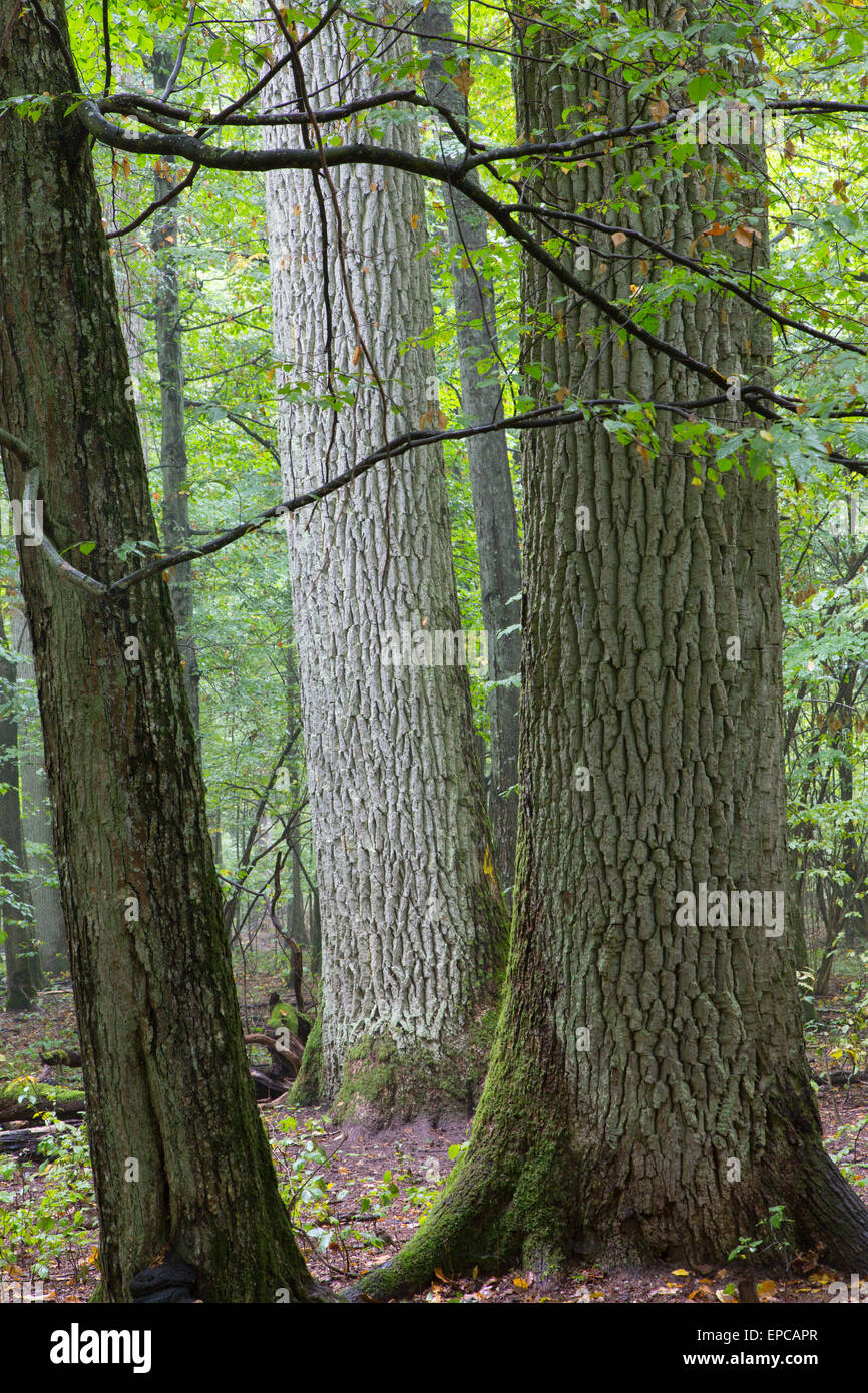 Monumental oak trees of Bialowieza Forest deciduous stand in morning Stock Photo