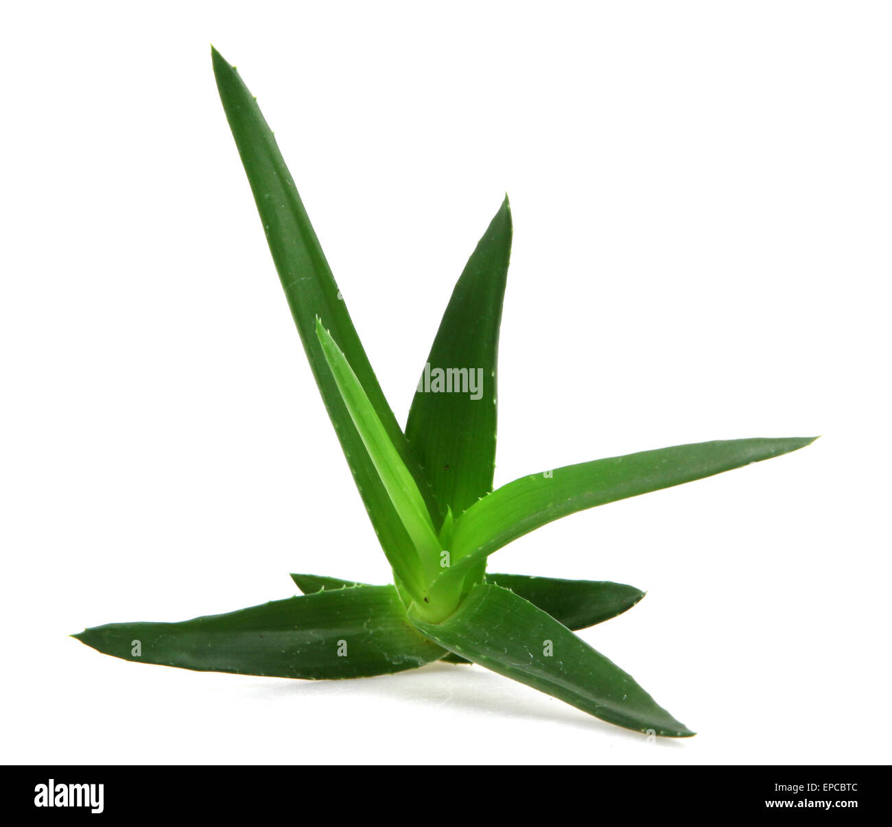 Aloe vera plant Stock Photo Alamy