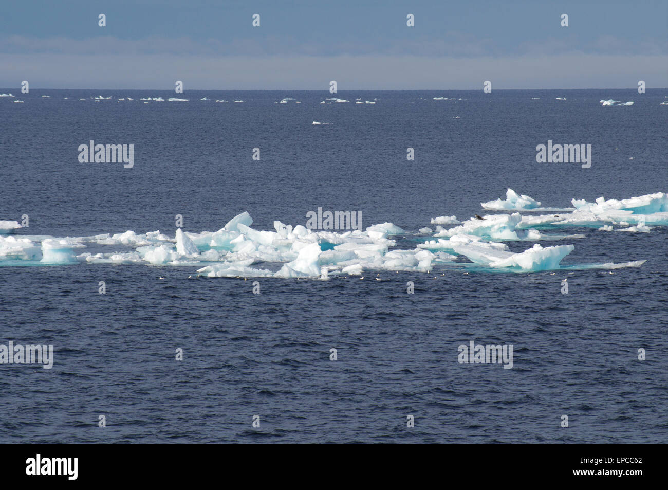 North Atlantic Ocean Icefloat,Iceberg,Icefloat,Ice,Float,with,seal,North,Atlantic,OceanNatural lighting, Natural Landscape, Unfiltered Stock Photo